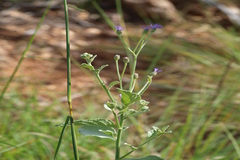 Vernonia albicans